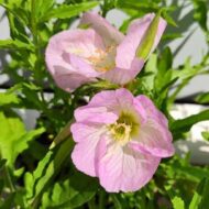 Oenothera speciosa - Ligetszépe - Image 2