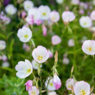 Oenothera speciosa - Ligetszépe - Image 3