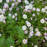 Oenothera speciosa - Ligetszépe