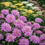 A virágzó növények könnyen gondozhatóak.