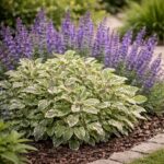 Tarka levelű orvosi zsálya Salvia officinalis és ligeti zsálya Salvia nemorosa társítása