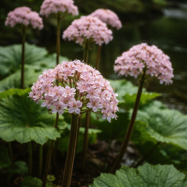 A pajzslevél virága teljes nyílásban.