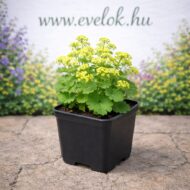 A palástfű cs9 cserépben.