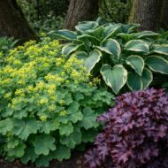 Alchemilla mollis - Palástfű - Image 5