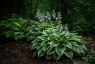 A Hosta patriot teljes virágzásban.