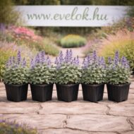 Calamintha nepeta Blue Cloud cserépben, 5 darab.