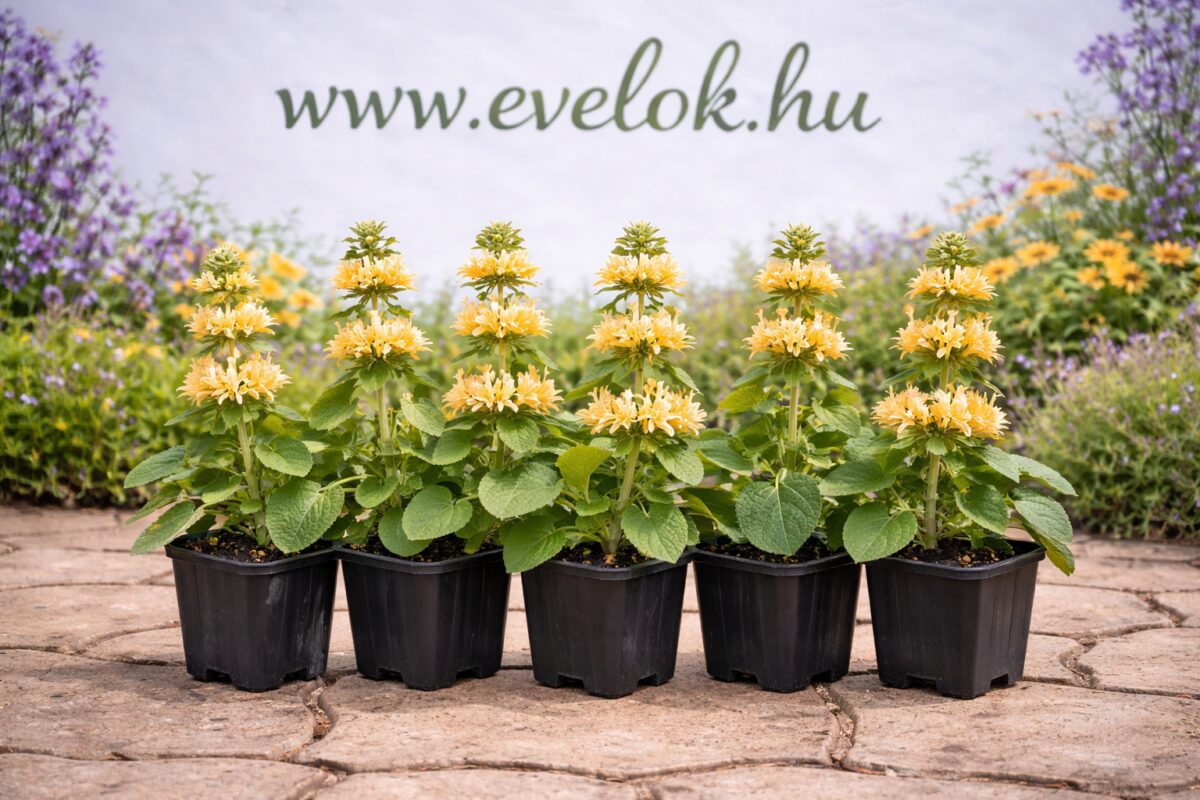 A Phlomis russeliana virágzása cserépben, 5 darab.