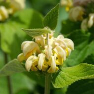 Phlomis russeliana - Macskahere - Image 4