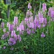 Physostegia virginiana - Rózsaszín füzérajak - Image 2