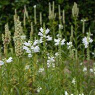 Physostegia virginiana Crystal Peak White - Fehér füzérajak - Image 4