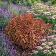 Az euphorbia martinii ascot rainbow azaz a tarka kutyatej cickafarkokkal és levendulákkal is különösen jól mutat .