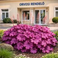 A heuchera micrantha azaz a vörös levelű tűzeső az orvosi rendelőnél is kiválóan jól érzi magát