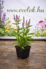 A dúsvirágú rózsaszín verbéna cs9 méretű cserépben, virágzó állapotban.