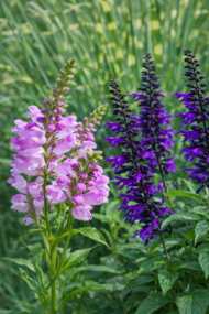 A Physostegia virginiana rózsaszín füzérajak kék zsálya mellett.