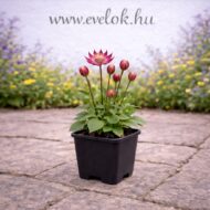 A rózsaszín völgycsillag (Astrantia major Star of Love) cs9 cserében.