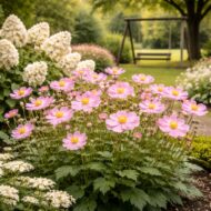 Az anemone hybrida azaz a rózsaszín szellőrózsa összeültetve bugás hortenziákkal