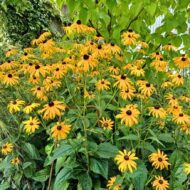 Rudbeckia fulgida - Pompás kúpvirág - Image 3