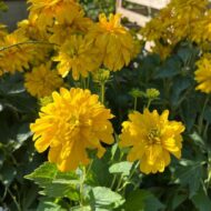 Rudbeckia nitida Herbstsonne - Kúpvirág - Image 3