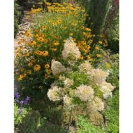 Rudbeckia fulgida - Pompás kúpvirág - Image 5