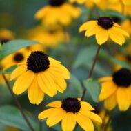 Rudbeckia triloba CS9 - Kisfészkű kúpvirág