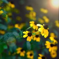 Rudbeckia triloba CS9 - Kisfészkű kúpvirág - Image 2