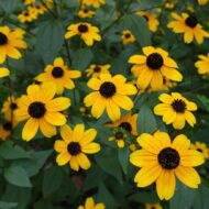 Rudbeckia triloba CS9 - Kisfészkű kúpvirág - Image 3