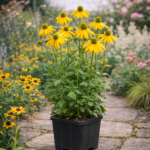 A Rudbeckia nitida Herbstone sárga virágai.