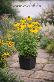 A Rudbeckia nitida Herbstone sárga virágai.