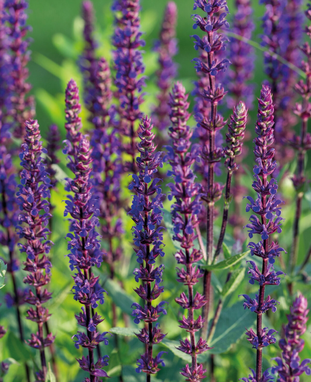 A Salvia nemorosa Caradonna virágai.