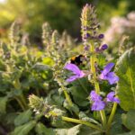 A Salvia sylvestris mainacht azaz a erdei zsálya természetes fényben .