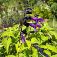 Salvia Amistad - Indigólila zsálya - Image 3