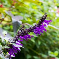 Salvia Amistad - Indigólila zsálya - Image 6