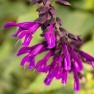 Salvia Amistad - Indigólila zsálya - Image 7
