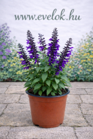 Salvia Amistad - Indigólila zsálya - Image 8