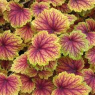 Heuchera ‘Red Lightning’ ,élénk erezetű tűzeső lombközelben.