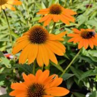 Echinacea sp. - Sárga kasvirág - Image 2