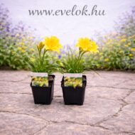 Hemerocallis Stella de Oro - Sárga törpe sásliliom - Image 2