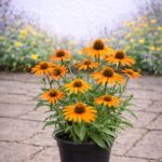 Napos helyre való növények