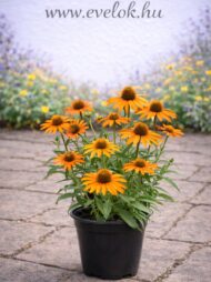 A napos helyre való növények élénk színekkel díszítenek.