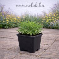 Lupinus sp CS9 - Sárga virágú csillagfürt - Image 3