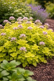 A sárga oreganó virágágyásba ültetve.