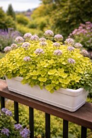 Az Origanum vulgare Aurea balkonládában.