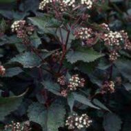 Eupatorium rugosum Chocolate CS14 - Bordó levelű sédkender - Image 4