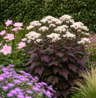 Eupatorium rugosum Chocolate CS14 - Bordó levelű sédkender - Image 5