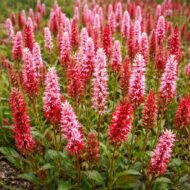 A persicalia sp , azaz a piros örökzöld keserűfű összeültetve