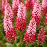 A Persicaria sp , azaz a piros örökzöld keserűfű virágzása