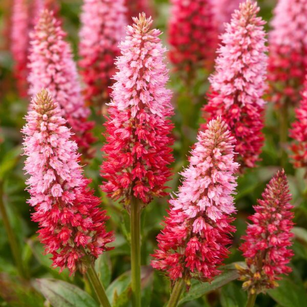 A Persicaria sp , azaz a piros örökzöld keserűfű virágzása