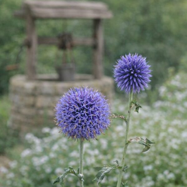Hosszú virágzású növények kertbe és ágyásokba.