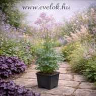 A szárnyastermésű borkoró termesztő edényben, teljes virágzásban illusztrálva.