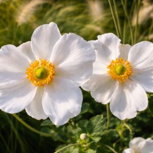 Az anemone hybrida azaz a fehér szellőrózsa természetes fénybe